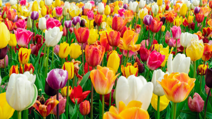 Mnoho kvitnúcich tulipánov v záhrade.