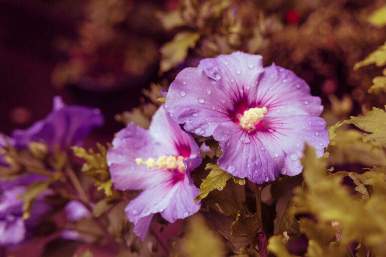 Krík ibišteka s modrými kvetmi