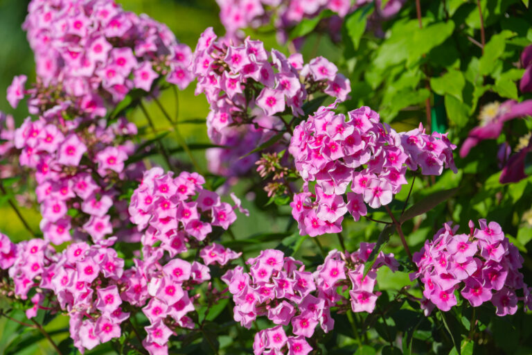 Letné floxy sú známe svojou nádhernou vôňou a pastelovými farbami. Ak im doprajete jarný rez, môžu vás potešiť ešte väčšou nádielkou kvetov.