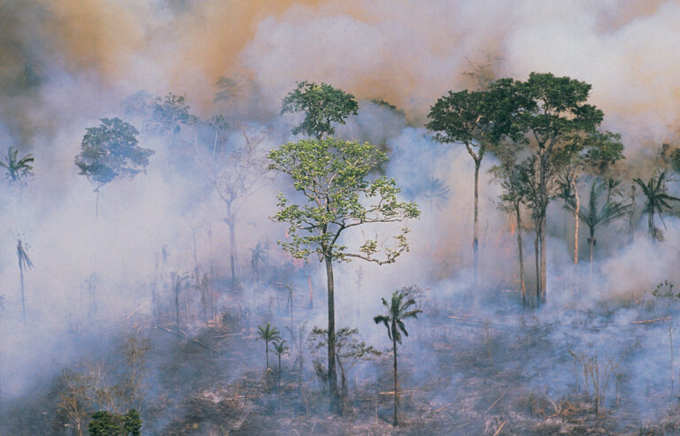 Amazon fires