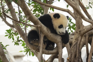 panda strom