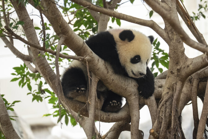 panda strom