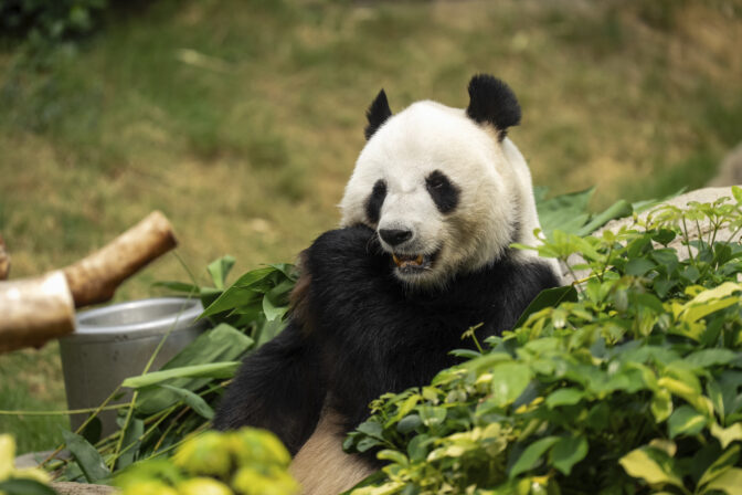 panda bambus