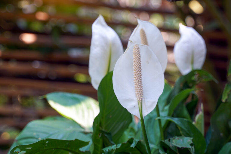 10 izbových rastlín schválených NASA, ktoré prečistia vzduch a osviežia domov