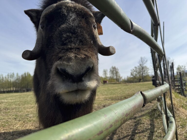 Pižmoň tur Aljaška
