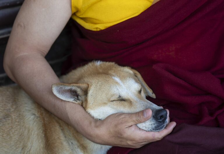 Budha mních pes Nepál