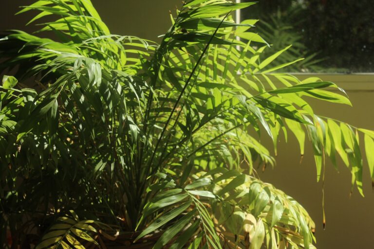 Palma horská (Chamaedorea seifrizii), rastliny čistiace vzduch.