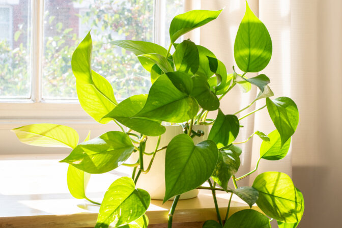 Epipremnum aureum na okennej parapete ako rastlina čistiace vzduch.
