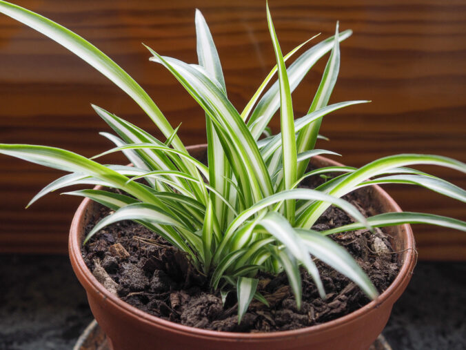 Zelenec chochlatý (Chlorophytum comosum) v kvetináči patrí medzi rastliny čistiace vzduch.