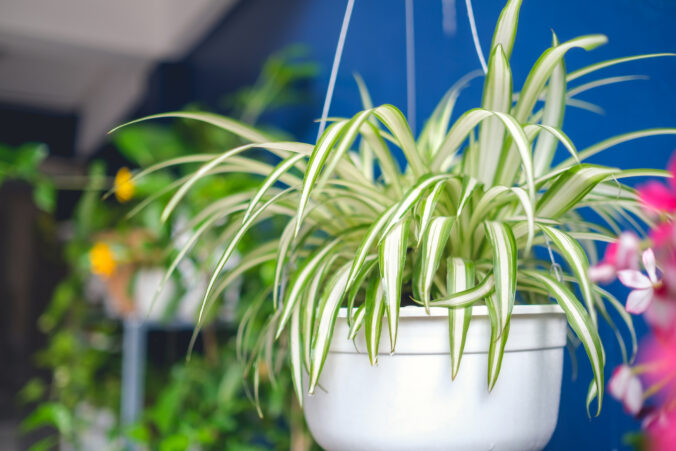 Rastliny čistiace vzduch - Chlorophytum comosum: Najjednoduchšia čistička vzduchu do každej domácnosti