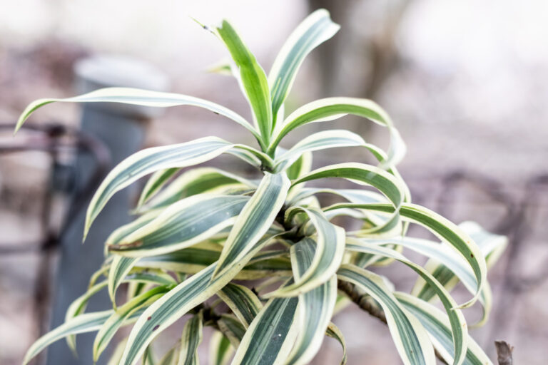 Rastliny čistiace vzduch, ktoré osviežia váš domov