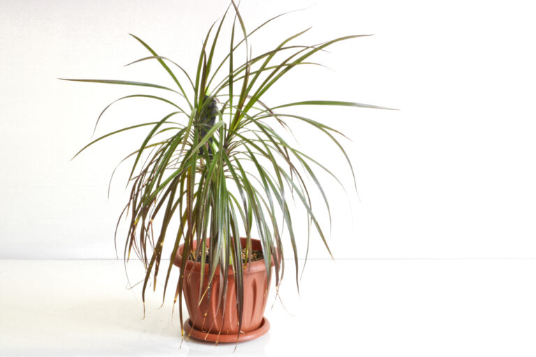 Dracéna lemovaná (Dracaena marginata) patrí medzi rastliny čistiace vzduch.