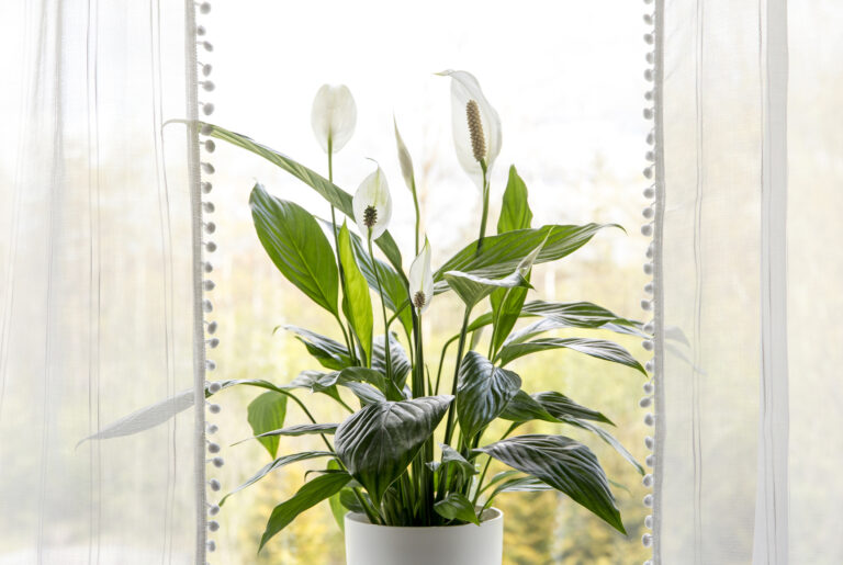 Lopatkovec (Spathiphyllum) s bielymi kvetmi, rastliny čistiace vzduch.