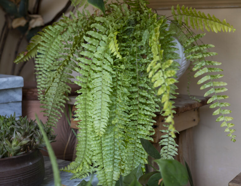 Rastliny čistiace vzduch, ktoré osviežia váš domov