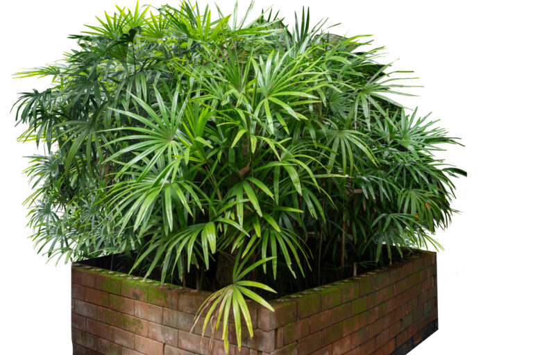 10 izbových rastlín schválených NASA, ktoré prečistia vzduch a osviežia domov