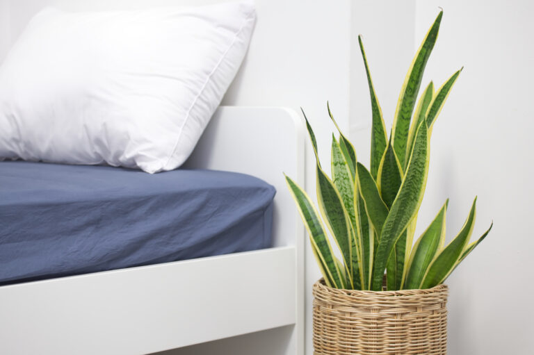 Svokrine jazyky v spálni – izbová rastlina vhodná na čistenie vzduchu podľa NASA