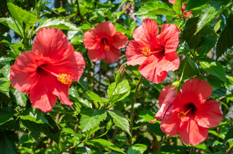 Trs ružových kvetov ibišteka na jasnom slnečnom svetle. Viditeľné sú rôzne štádiá kvitnutia, od púčika až po plný kvet. Rastie v krásnej zelenej záhrade v Južnej Afrike. Rez kríkov a trvaliek.