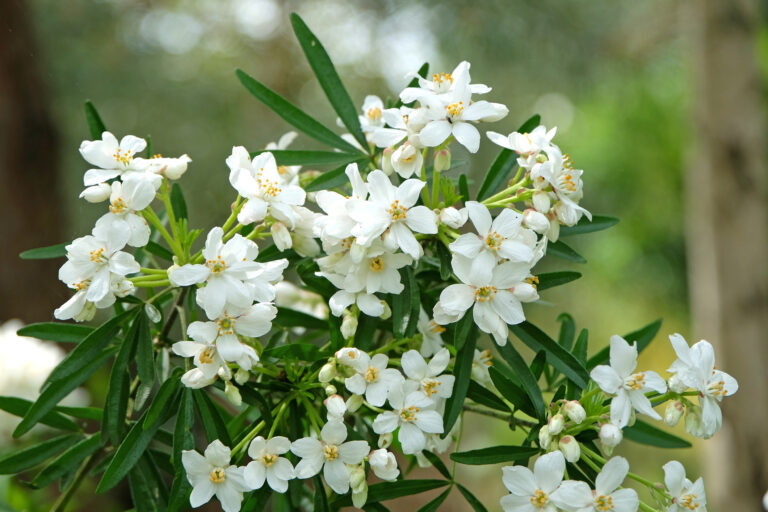 Rez kríkov a trvaliek v máji.