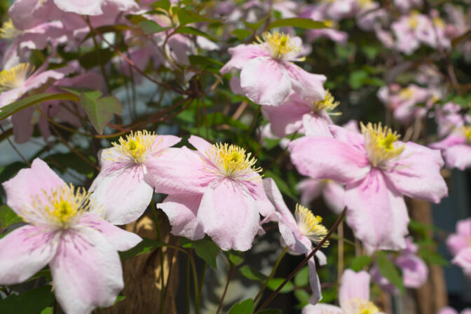 Jemné kvety popínavej rastliny Clematis montana. rez kríkov a trvaliek