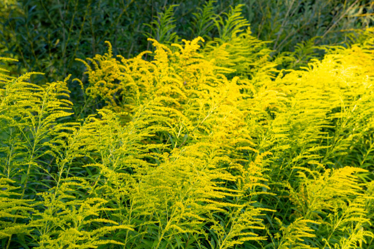 Zlatobyľ tiež patrí medzi rastliny, ktoré treba orezať v máji.