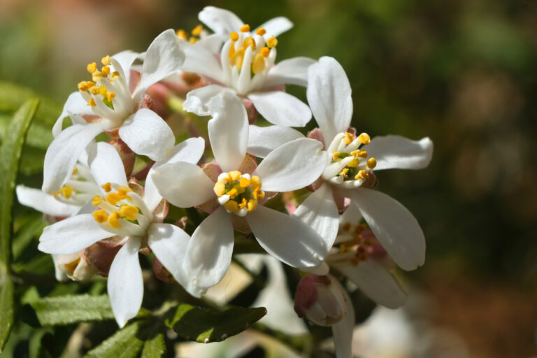 Detailný záber na kvety Choisya ternata 'White Dazzler' s bielymi okvetnými lístkami a žltými tyčinkami.