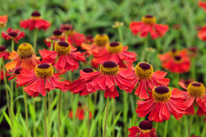 Červený Helenium sneezeweed 'Moerheim Beauty' v kvete