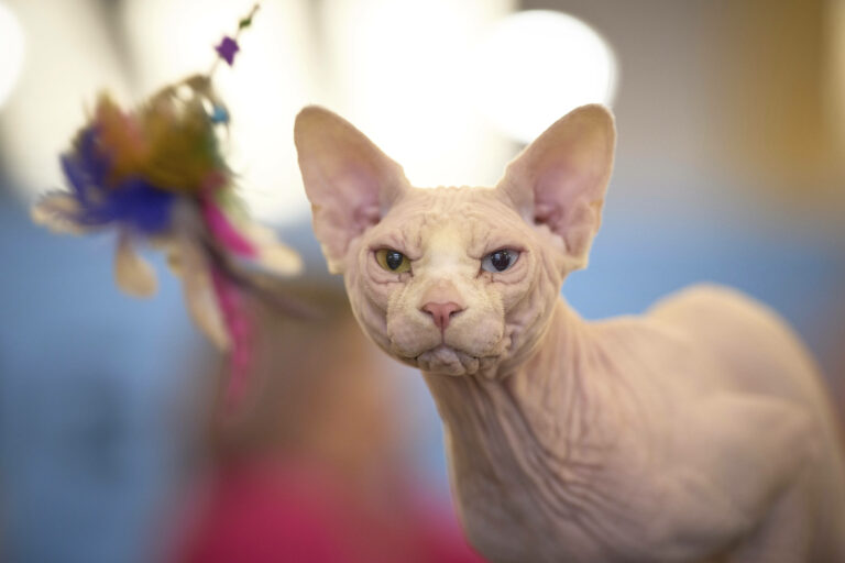 Sfinga Bismarck mačka