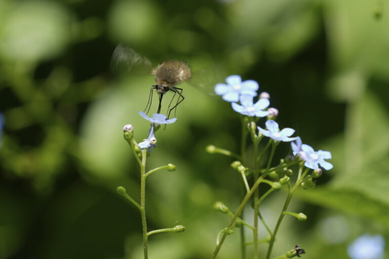 Srbsko počasie hmyz kvet
