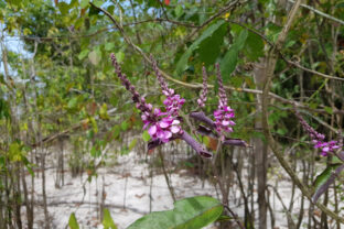 dipteryx oleifera