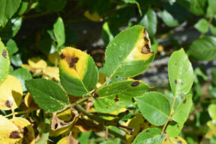 čierna škvrnistosť