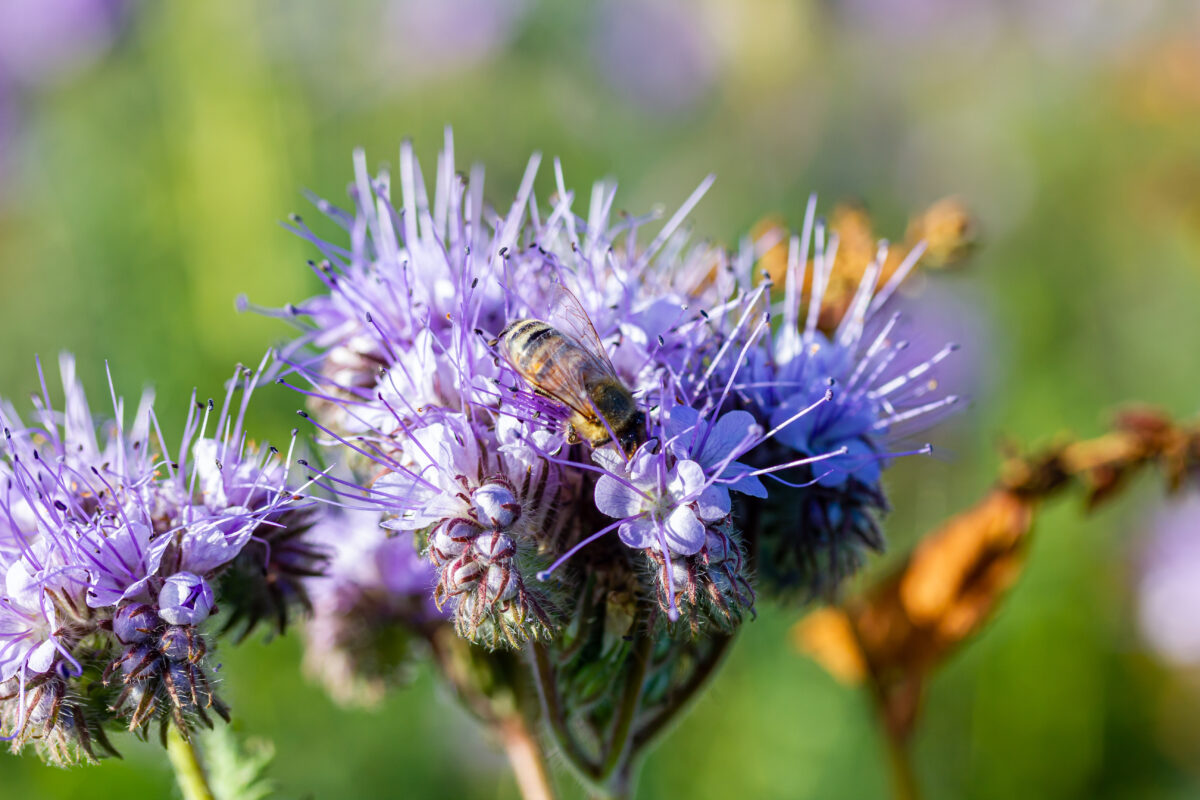 Phacelia tanacetifolia