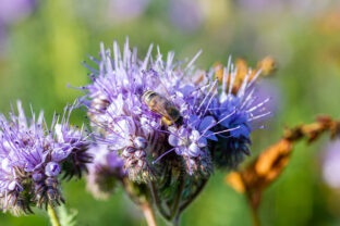 Phacelia tanacetifolia