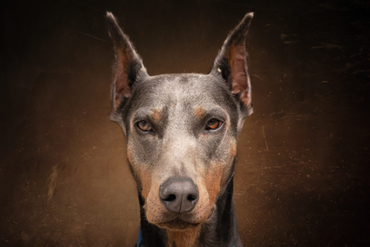Doberman