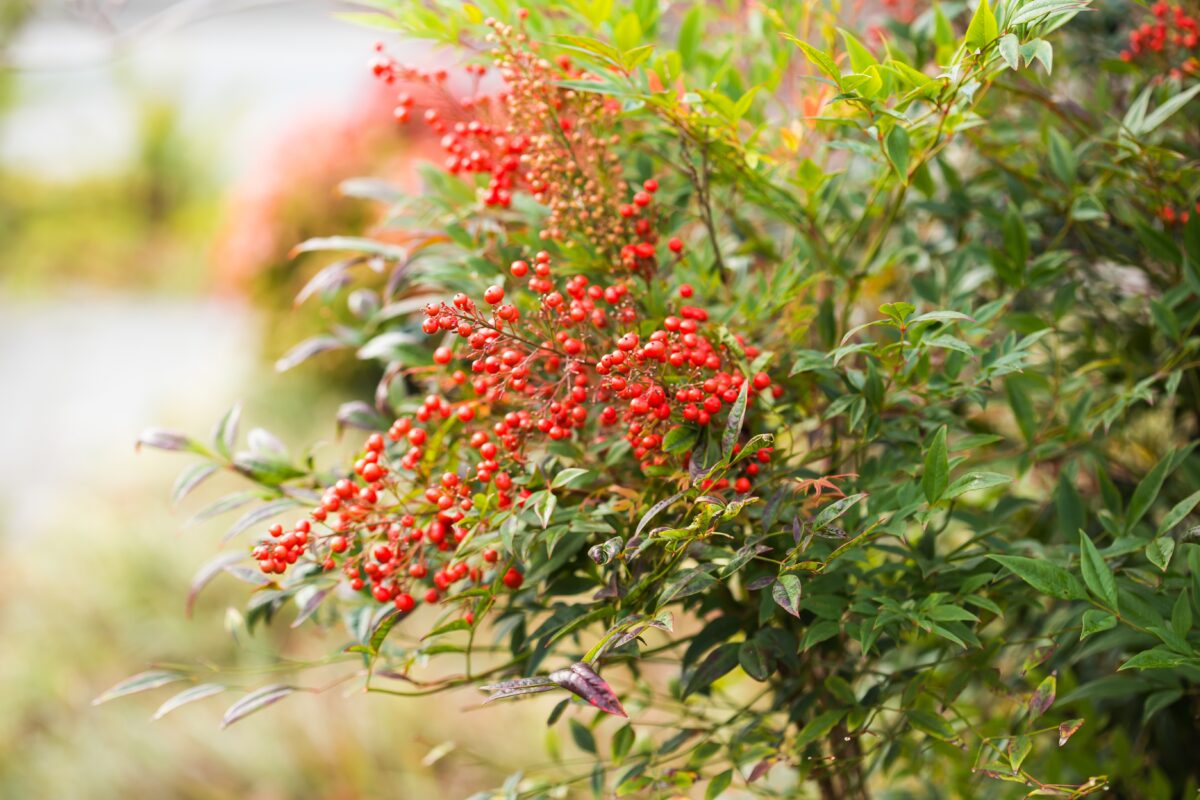 nandina domáca