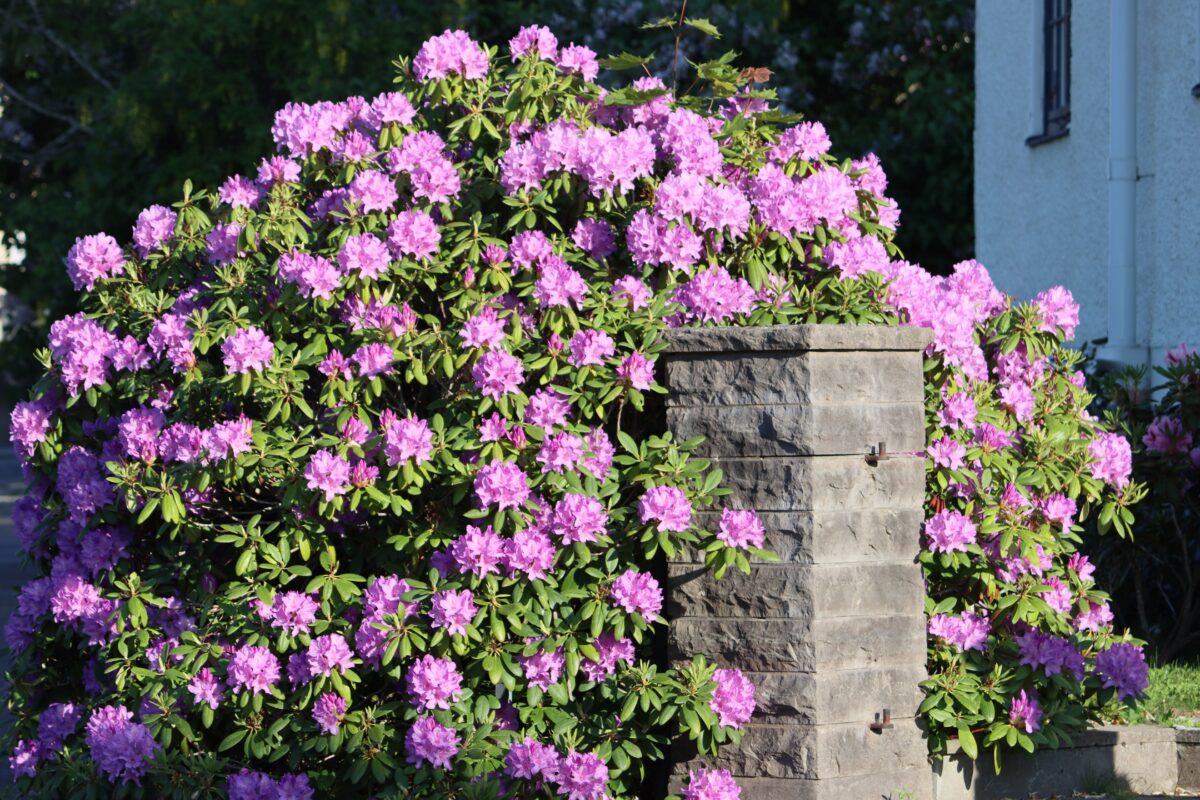 rododendrón