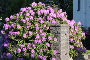 rododendrón