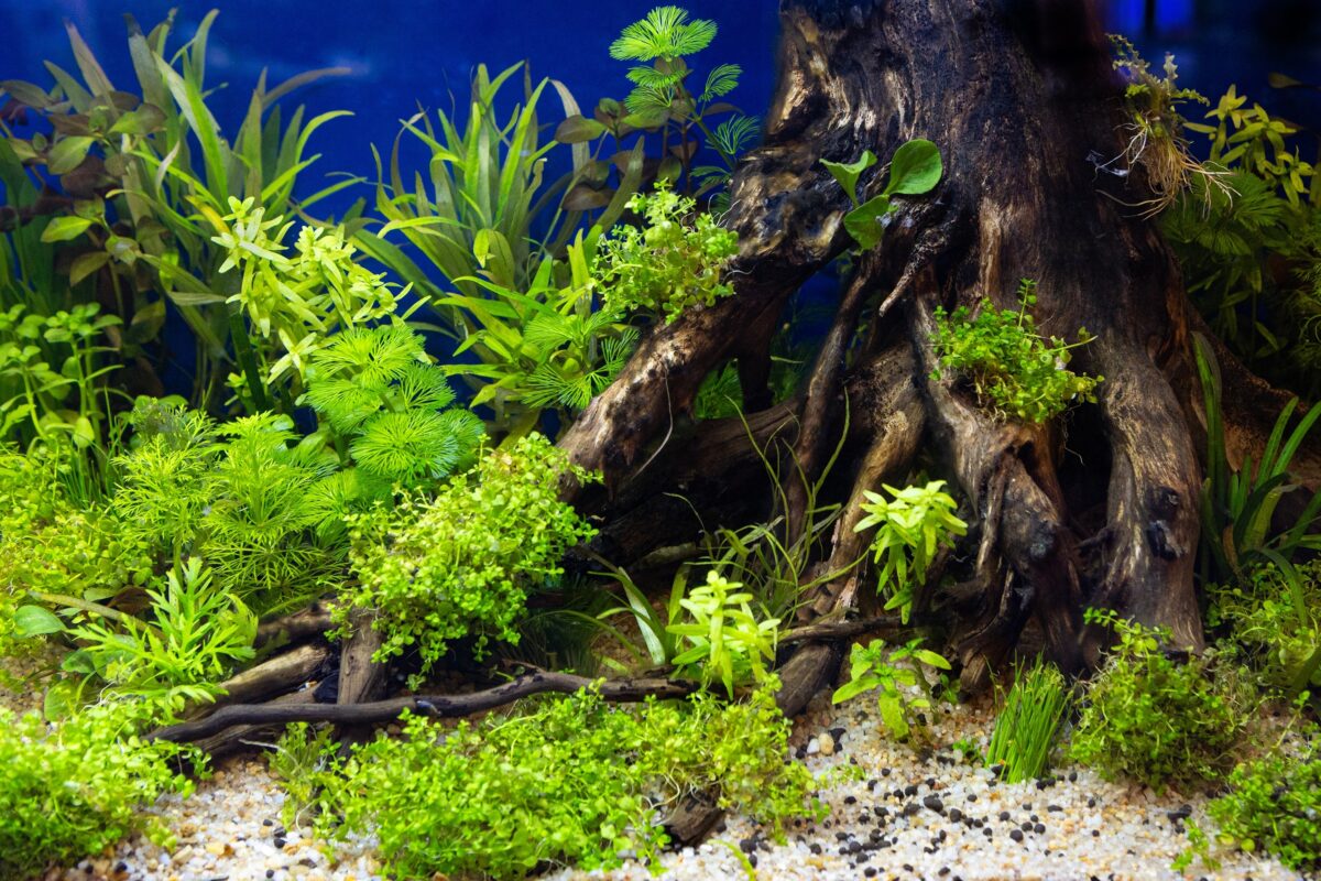 rastliny v akváriu
