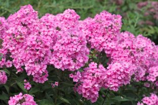 Flox
