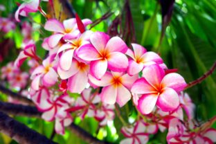 plumeria
