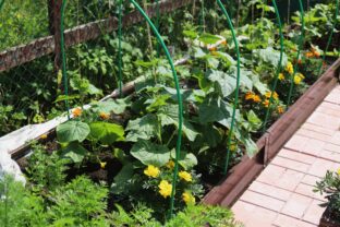 pestovanie uhoriek a fazule