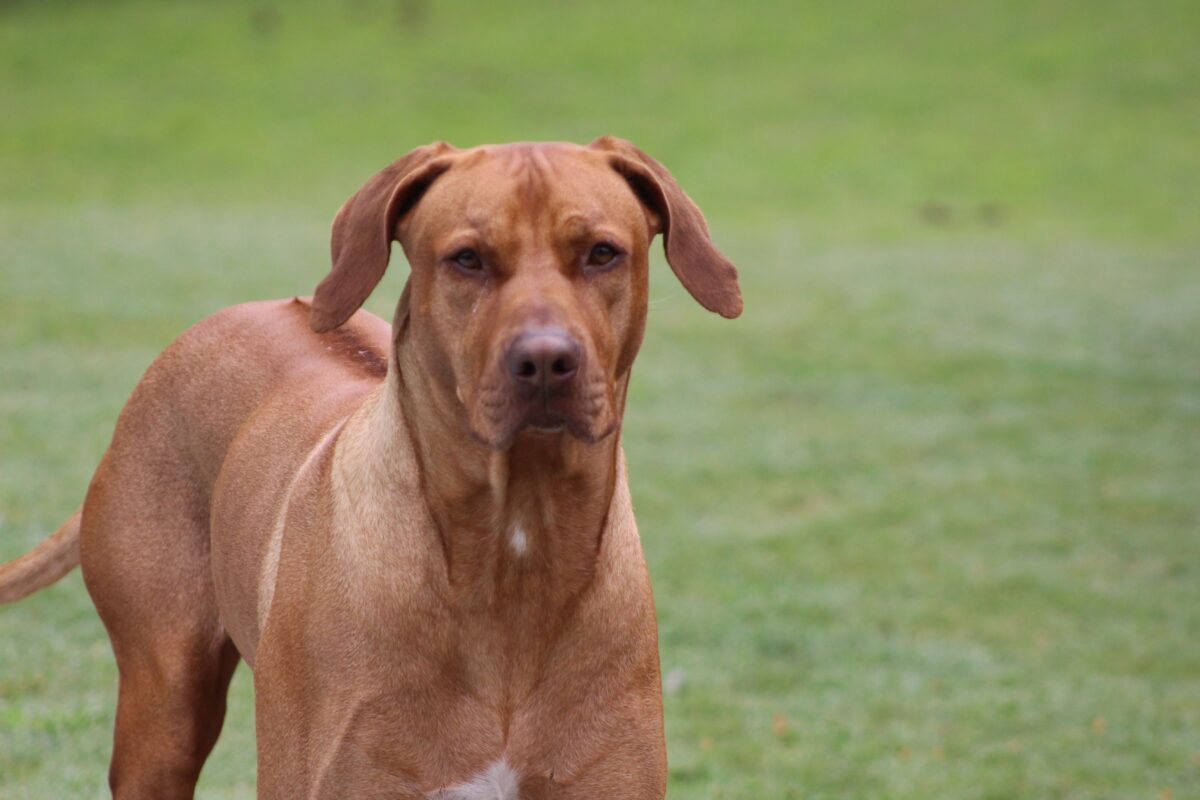 Rhodésky ridgeback