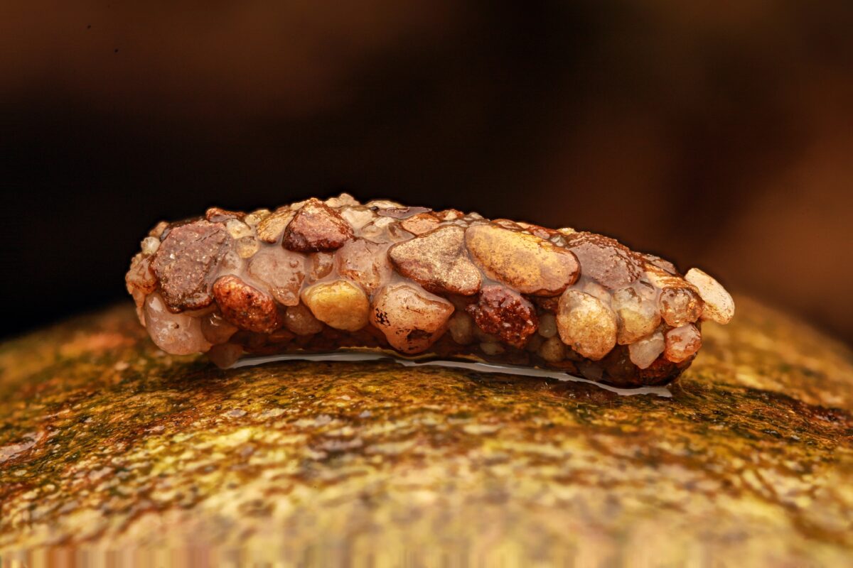 larva