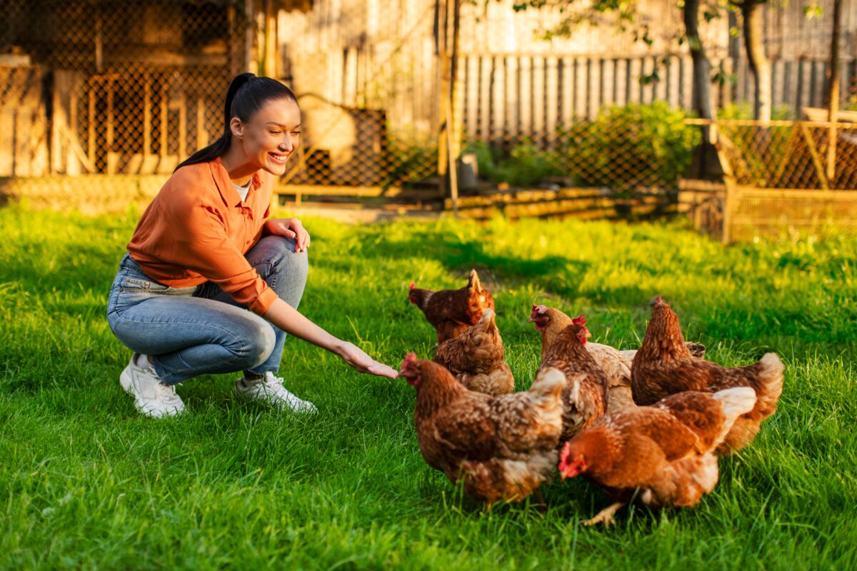 kŕmiť sliepky chlebom?