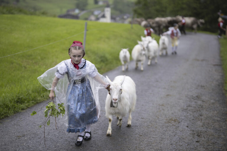 dobytok kozy dievča Aply