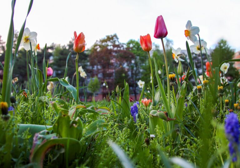 Rez kríkov a trvaliek v máji.
