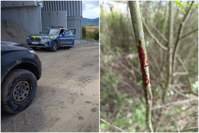 Útok medveďa pri Sučanoch