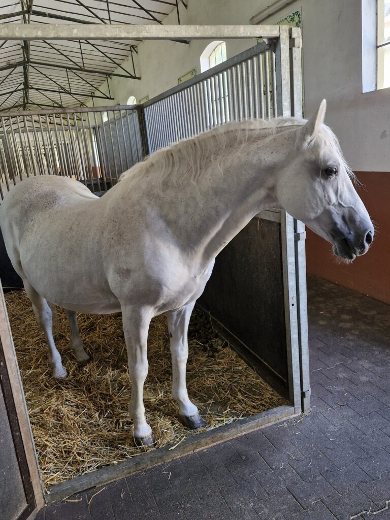 Lipicanský žrebec Maestoso - symbolický dar Slovenska kráľovnej Alžbete II..
