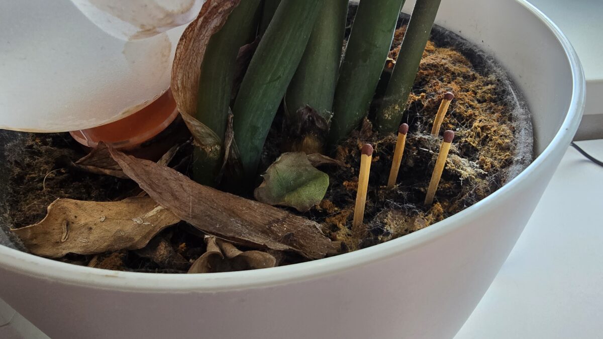 zápalky v kvetináči