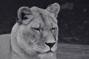 Levica Laura, ZOO Košice