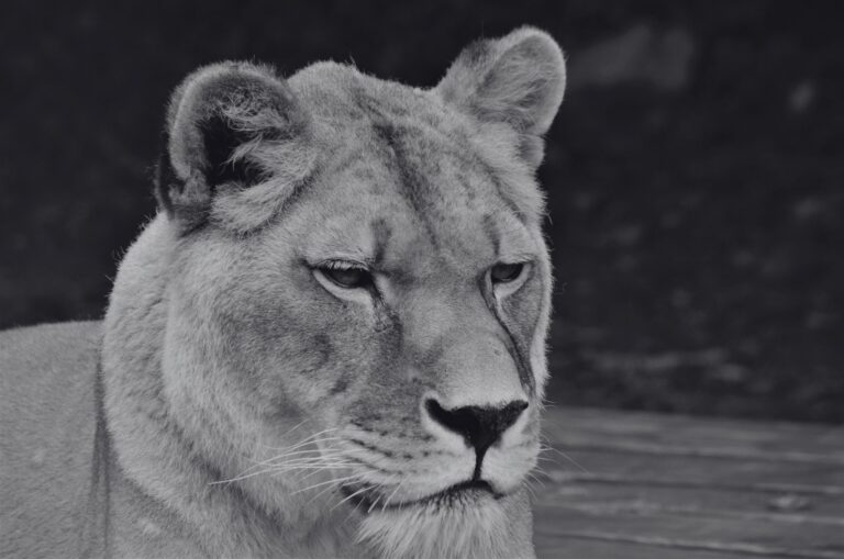 Levica Laura, ZOO Košice